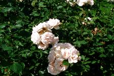 westbroekpark_225x150_032.jpg