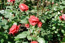 westbroekpark_225x150_034.jpg
