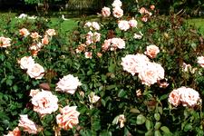 westbroekpark_225x150_036.jpg