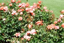 westbroekpark_225x150_037.jpg
