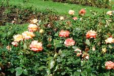 westbroekpark_225x150_038.jpg