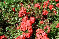 westbroekpark_225x150_046.jpg
