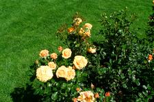 westbroekpark_225x150_047.jpg