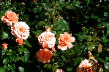 westbroekpark_225x150_048.jpg