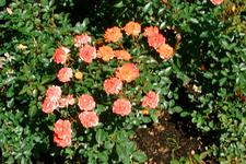 westbroekpark_225x150_049.jpg