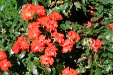 westbroekpark_225x150_050.jpg