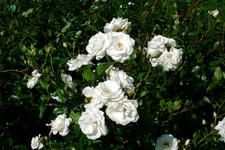 westbroekpark_225x150_051.jpg