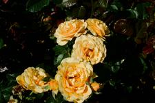 westbroekpark_225x150_052.jpg