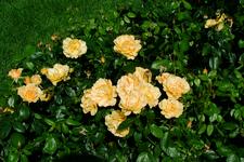westbroekpark_225x150_054.jpg