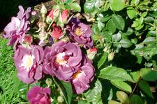 westbroekpark_225x150_056.jpg