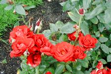 westbroekpark_225x150_078.jpg