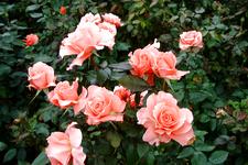 westbroekpark_225x150_080.jpg