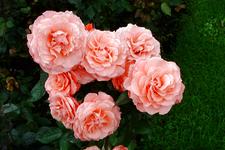 westbroekpark_225x150_081.jpg