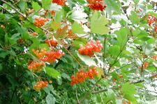 westbroekpark_225x150_083.jpg