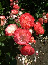 westbroekpark_170x227_012.jpg