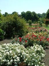 westbroekpark_170x227_013.jpg