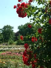westbroekpark_170x227_046.jpg