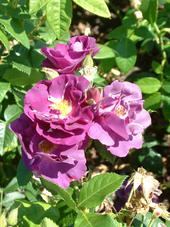 westbroekpark_170x227_047.jpg