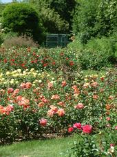 westbroekpark_170x227_068.jpg
