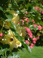 westbroekpark_170x227_071.jpg