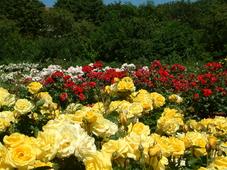 westbroekpark_227x170_002.jpg