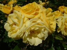westbroekpark_227x170_003.jpg