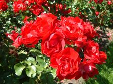 westbroekpark_227x170_004.jpg