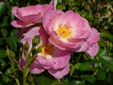 westbroekpark_227x170_007.jpg