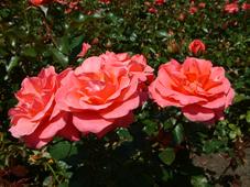 westbroekpark_227x170_011.jpg