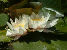 westbroekpark_227x170_016.jpg