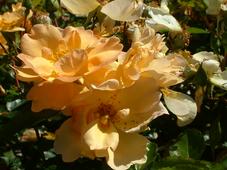 westbroekpark_227x170_031.jpg