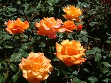 westbroekpark_227x170_043.jpg
