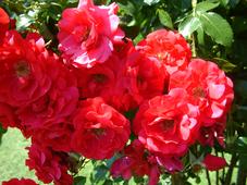 westbroekpark_227x170_044.jpg