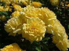 westbroekpark_227x170_048.jpg