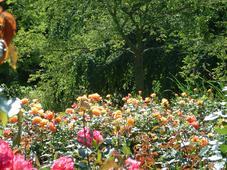 westbroekpark_227x170_065.jpg