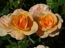 westbroekpark_227x170_074.jpg