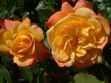 westbroekpark_227x170_076.jpg