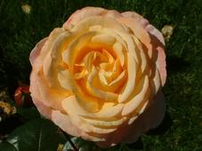 westbroekpark_227x170_080.jpg