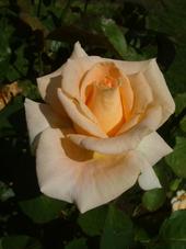 westbroekpark_170x227_037.jpg