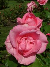 westbroekpark_170x227_039.jpg