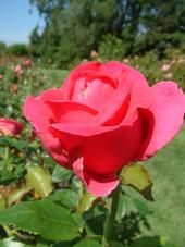 westbroekpark_170x227_042.jpg
