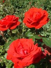 westbroekpark_170x227_045.jpg