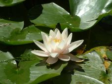 westbroekpark_227x170_008.jpg