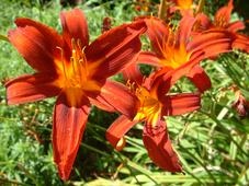westbroekpark_227x170_015.jpg