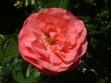 westbroekpark_227x170_035.jpg