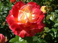 westbroekpark_227x170_036.jpg