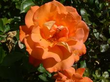 westbroekpark_227x170_038.jpg
