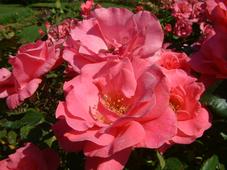 westbroekpark_227x170_066.jpg