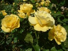 westbroekpark_227x170_069.jpg