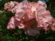 westbroekpark_227x170_072.jpg